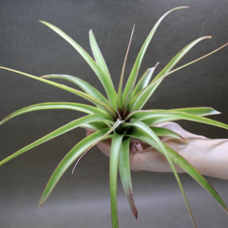 air-plants TENGU-DO
