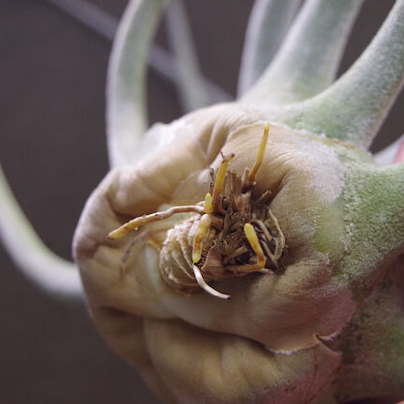 エーレルシアナ 特大サイズ 01号 | air-plants TENGU-DO