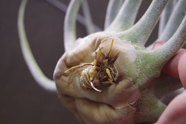 エーレルシアナ 特大サイズ 01号 | air-plants TENGU-DO