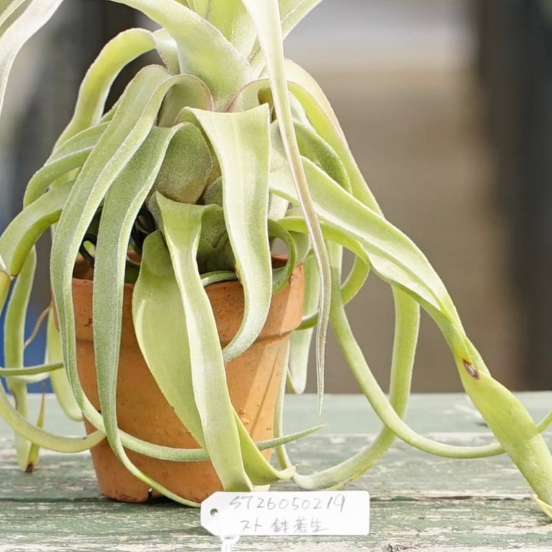 スタッフ特選】ストレプトフィラ 鉢着生 | air-plants TENGU-DO