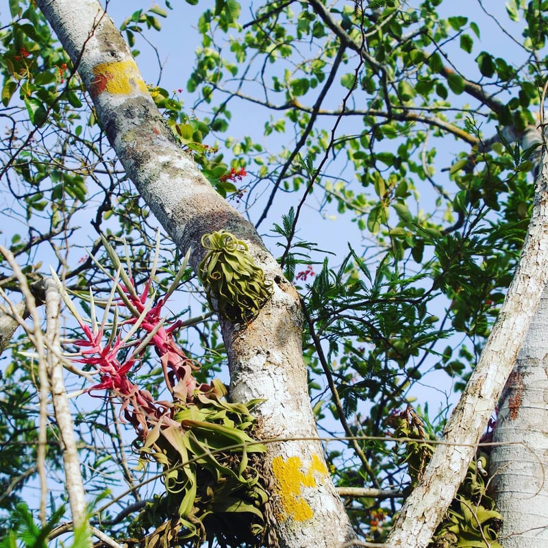 ストレプトフィラ Sサイズ 14-16号 | air-plants TENGU-DO