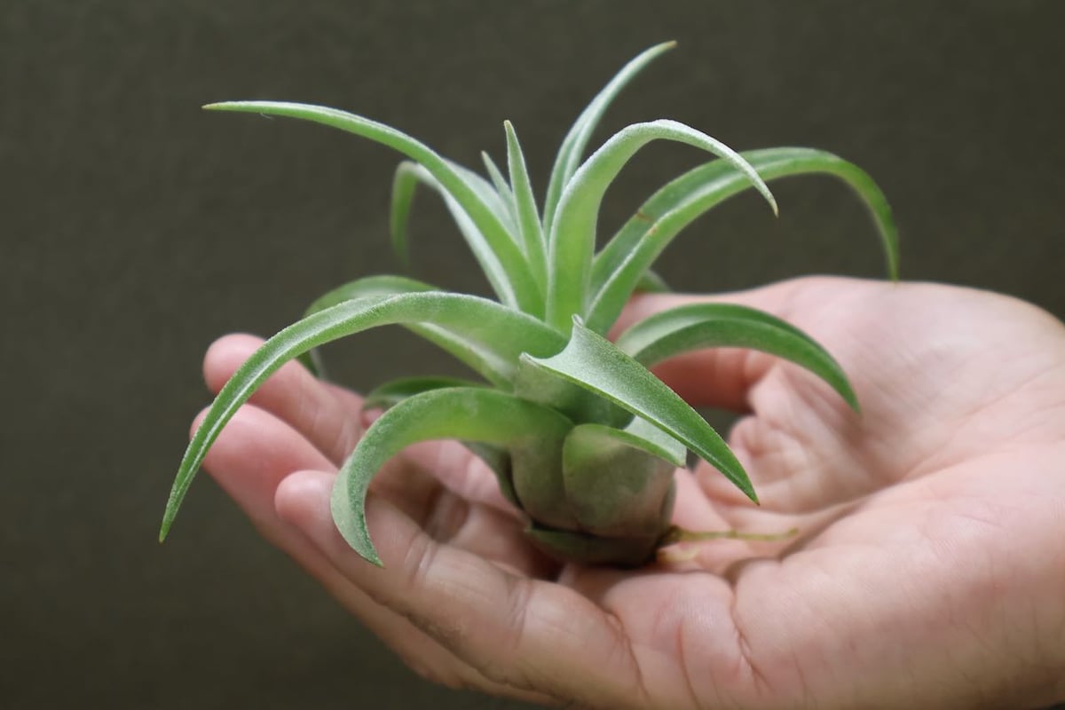 ストレプトフィラ Sサイズ 19号 | air-plants TENGU-DO