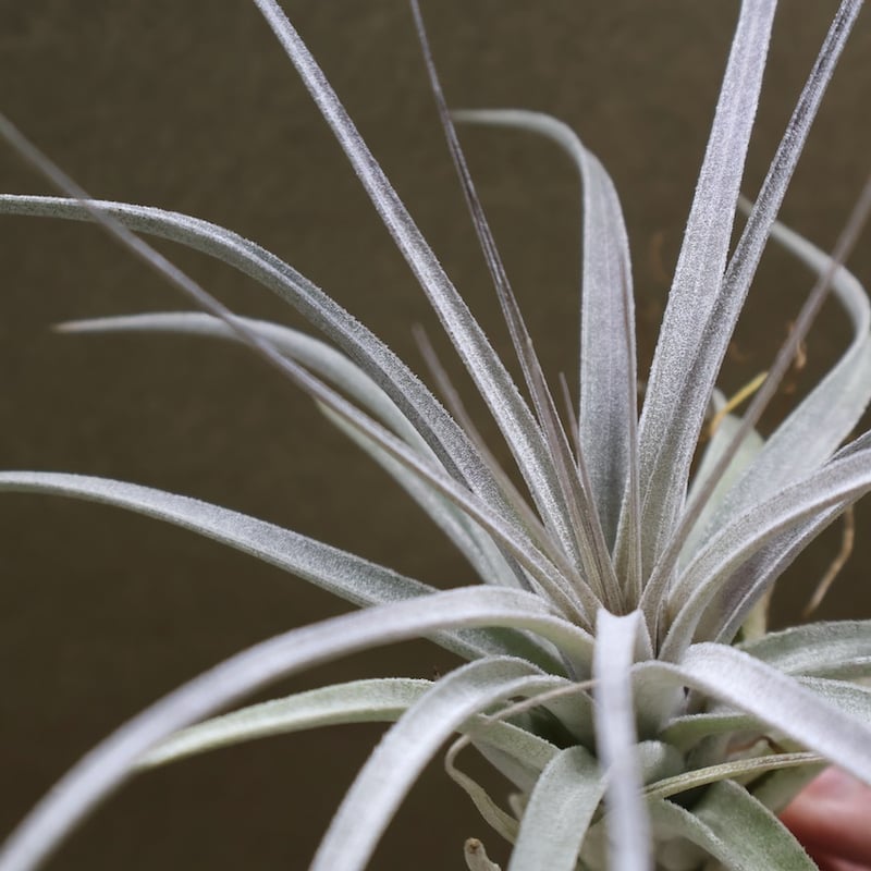 レクルビフォリア × ガルドネリ 12号 | air-plants TENGU-DO