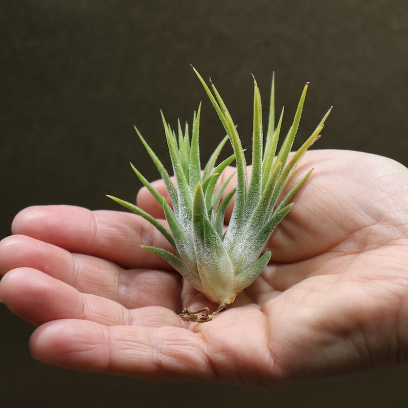 イオナンタ　バンハイニンギー　と　アルビノ イオナンタ バンハイニンギー と アルビノ