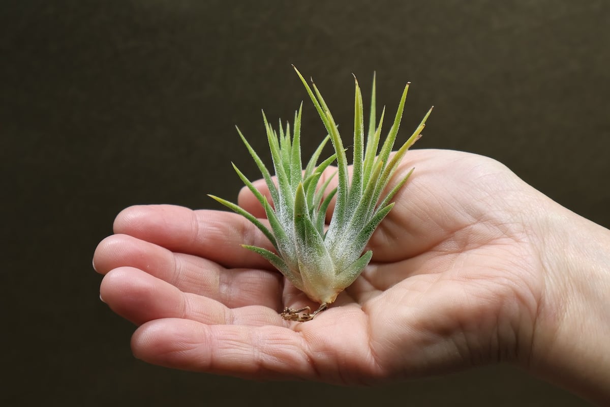 イオナンタ アルビノ 23号 | air-plants TENGU-DO