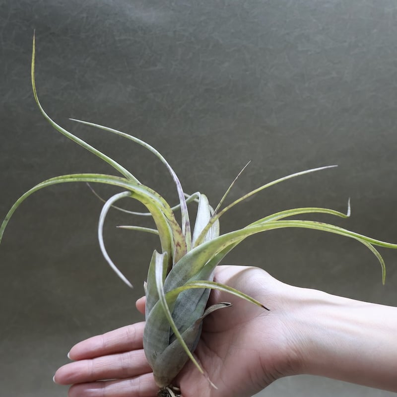 フレクスオーサ 12号 | air-plants TENGU-DO