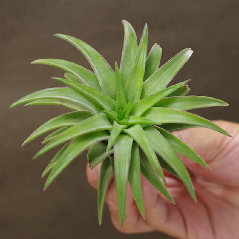 イオナンタ バンハイニンギー オレンジ 04号 | air-plants TENGU-DO