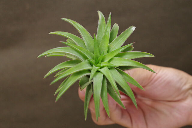 イオナンタ バンハイニンギー オレンジ 04号 | air-plants TENGU-DO イオナンタ バンハイニンギー オレンジ 04号 | air-plants TENGU-DO