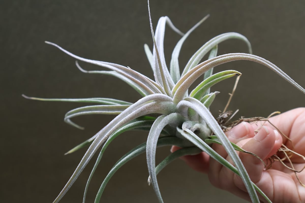 チアペンシス × エーレルシアナ 02号 | air-plants TENGU-DO