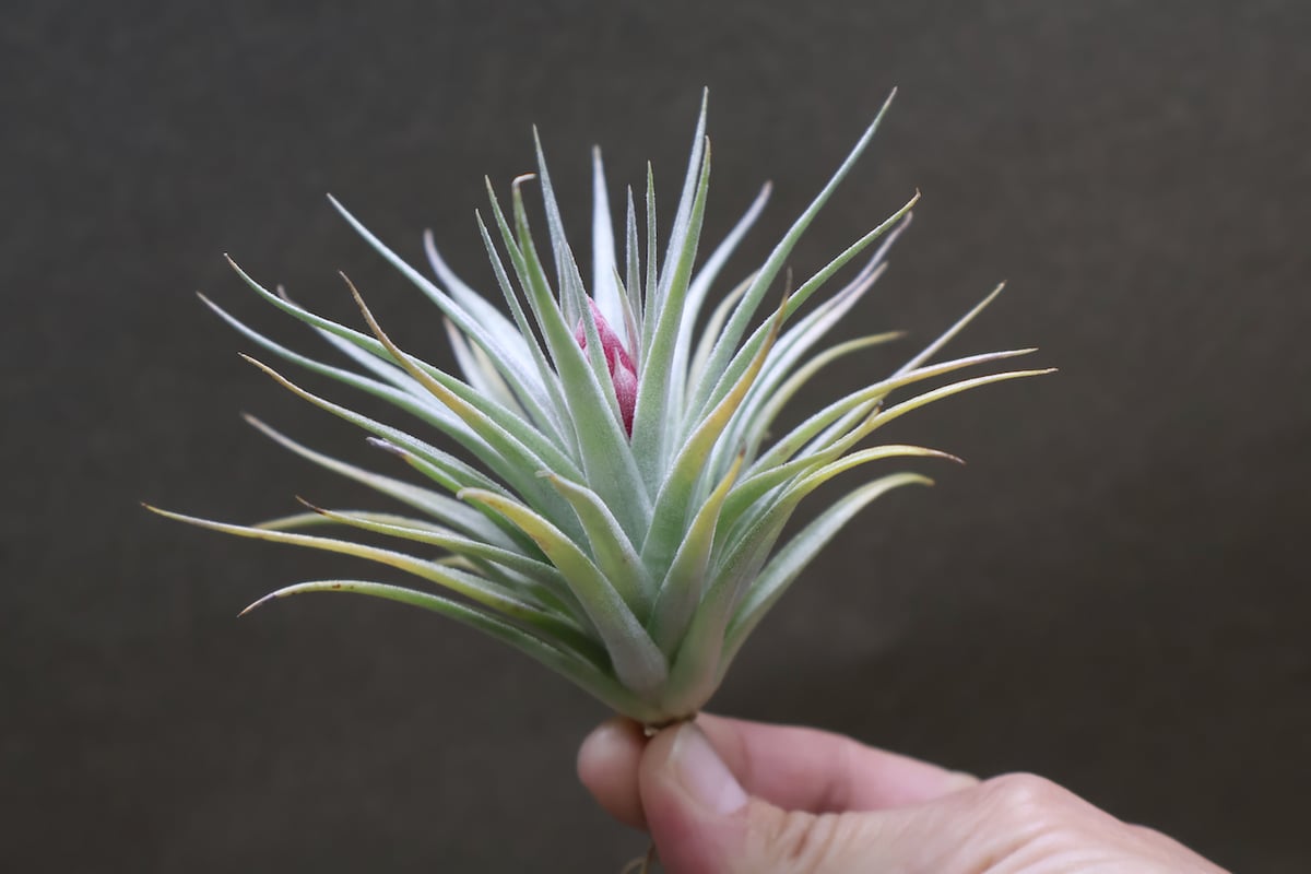 レクルビフォリア 03号 | air-plants TENGU-DO