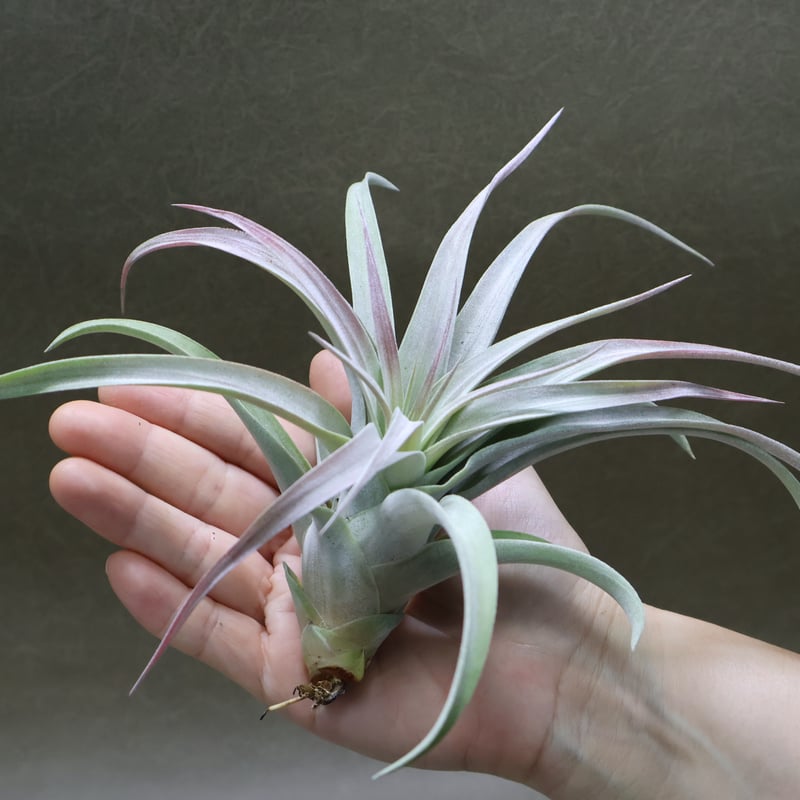 ブラキカウロス × キセログラフィカ 14号 | air-plants TENGU-DO