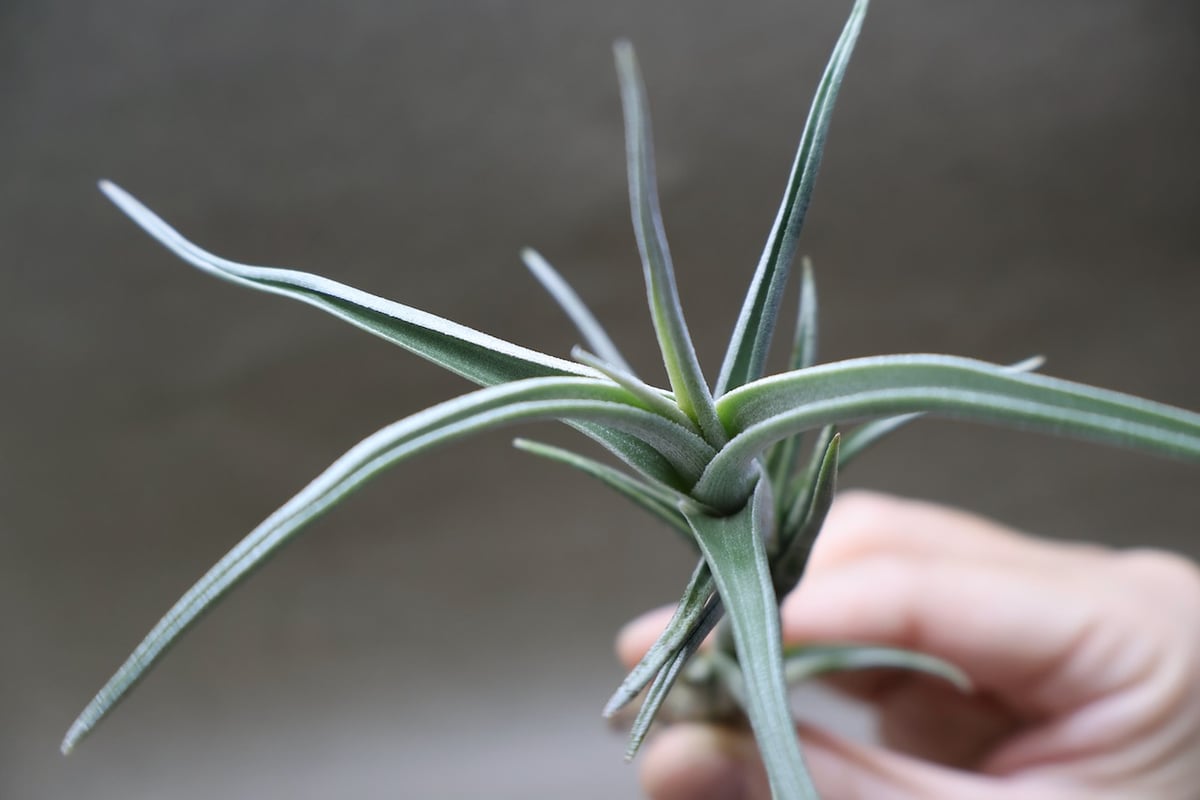 ミスティック トランペット（ アルベルティアナ × クシフィオイデス