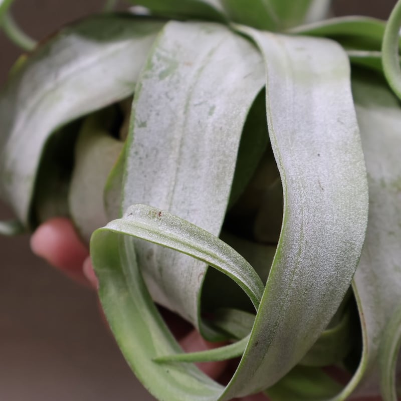 ストレプトフィラ ベリーズ 110号 | air-plants TENGU-DO ストレプトフィラ ベリーズ 110号 | air-plants TENGU-DO