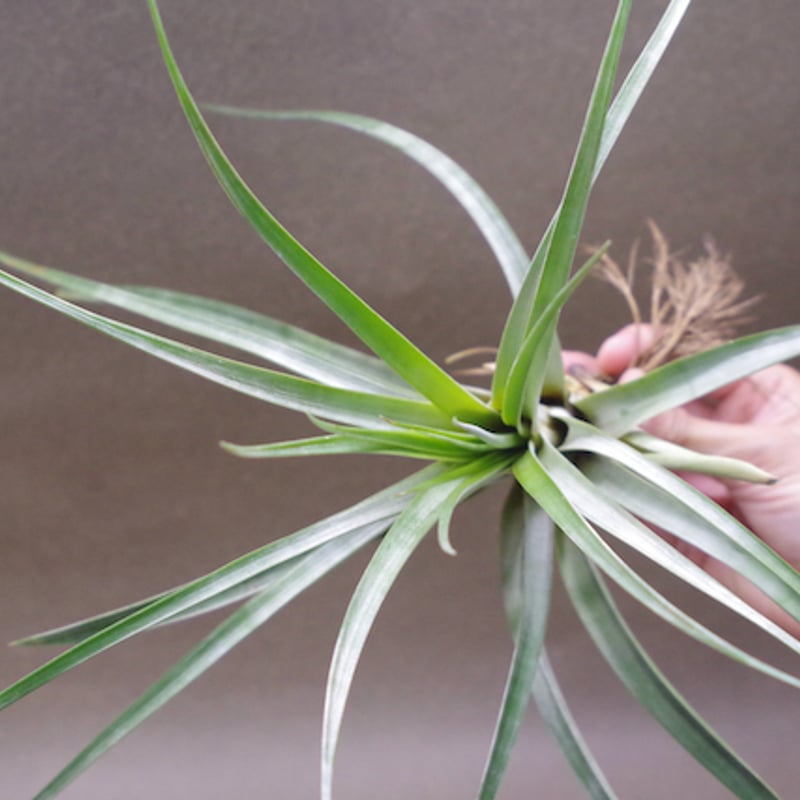チランジア チアペンシス×ハリスコモンティコラ Tillandsia チランジア チアペンシス×ハリスコモンティコラ Tillandsia