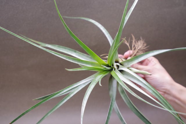 ハリスコモンティコラ【A】 ハリスコモンティコラ 03号 | air-plants TENGU-DO