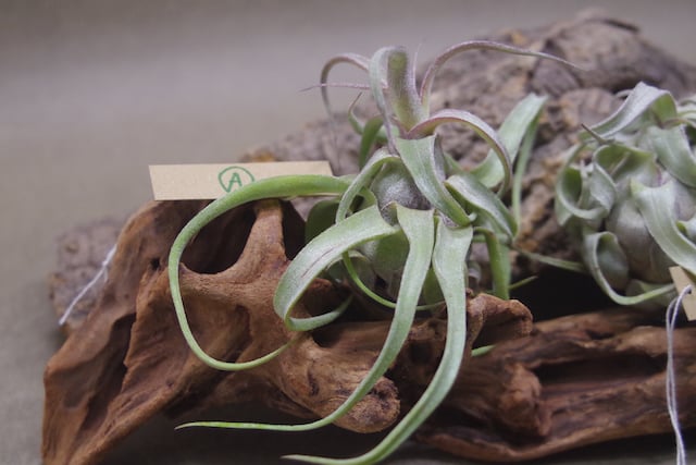 ストレプトフィラ Sサイズ 14-16号 | air-plants TENGU-DO