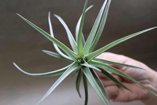 アエラントス ジャイアント 04号 | air-plants TENGU-DO