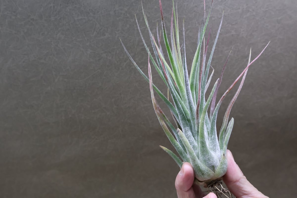 セレリアナ ハイブリッド 30号 | air-plants TENGU-DO