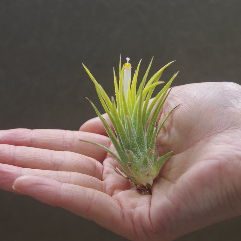 イオナンタ アルビノ 19号 | air-plants TENGU-DO