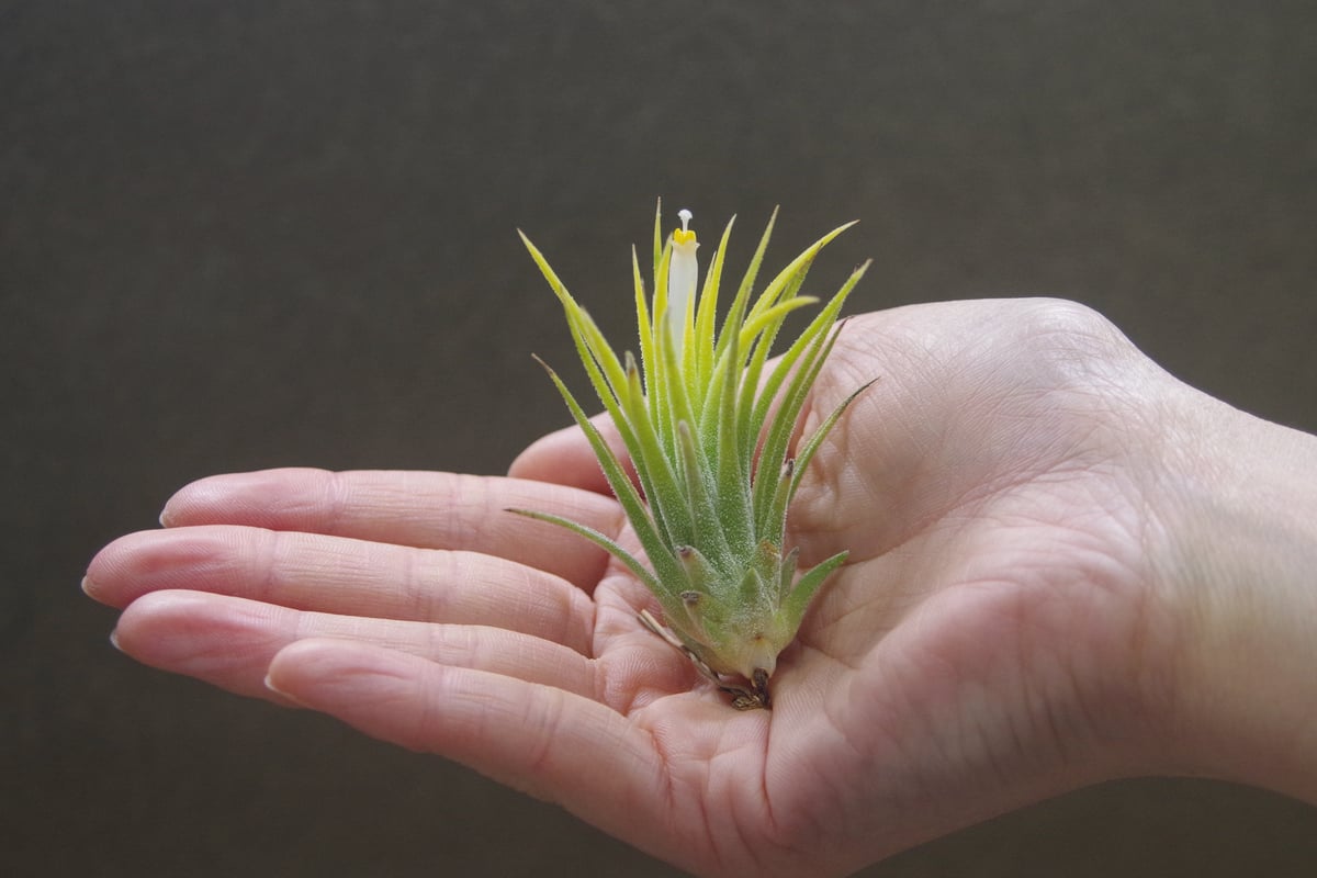 イオナンタ アルビノ 19号 | air-plants TENGU-DO