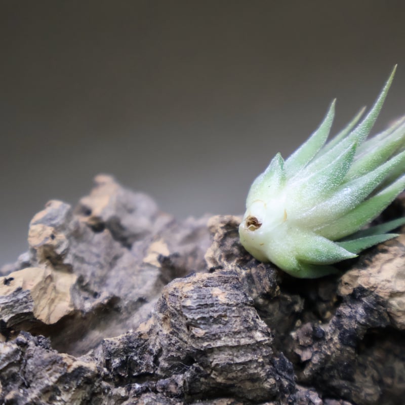 イオナンタ　アルボマージナータ① イオナンタ アルボマージナータ Sサイズ 45号 | air-plants TENGU-DO
