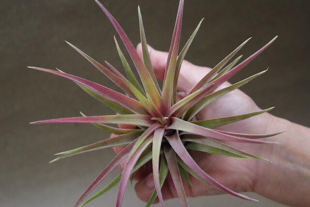 リオホンドエンシス × イオナンタ 07号 | air-plants TENGU-DO