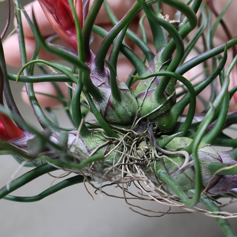 ブルボーサ クランプ 24号 | air-plants TENGU-DO