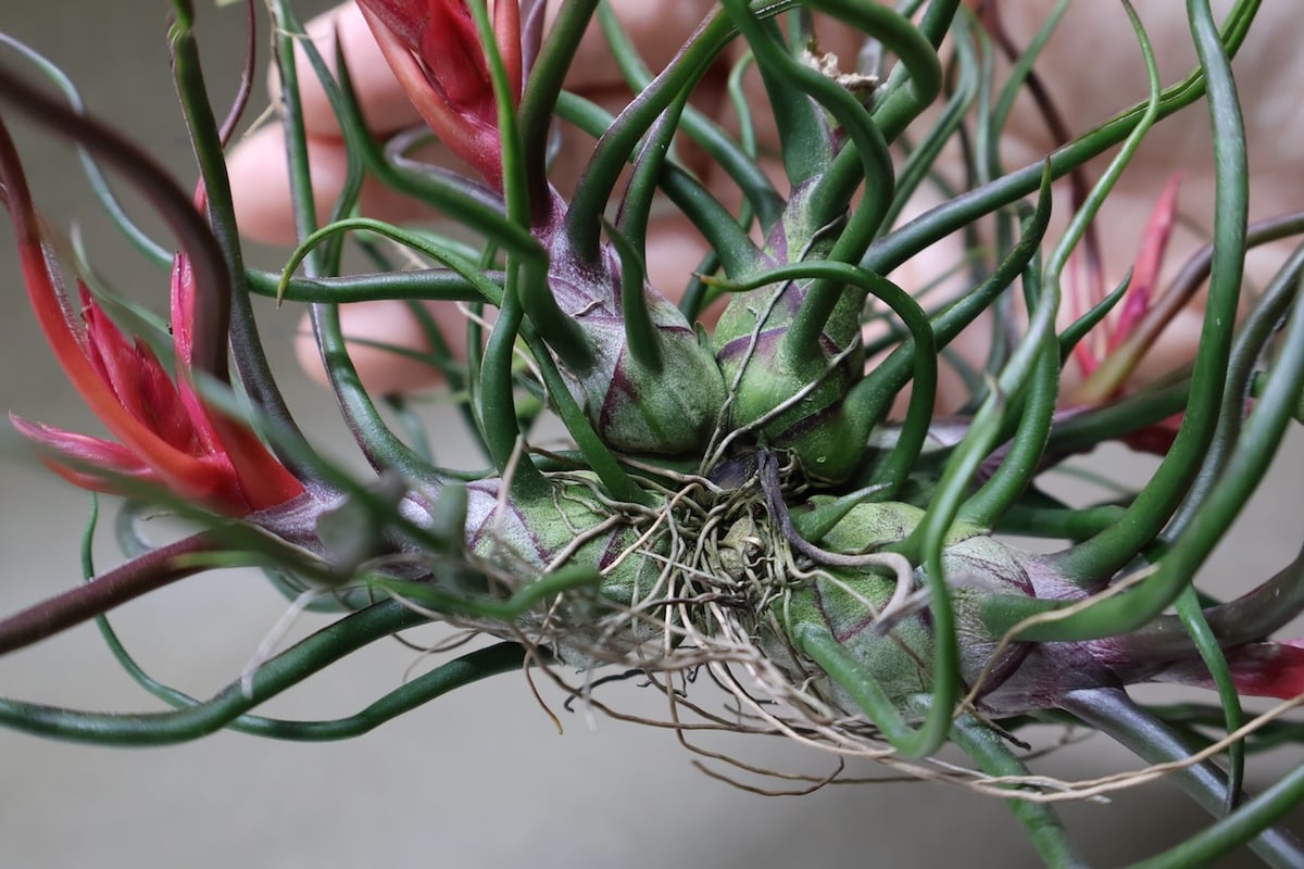 チランジア ブルボーサクランプ 流木付 ブルボーサ クランプ 24号 | air-plants TENGU-DO