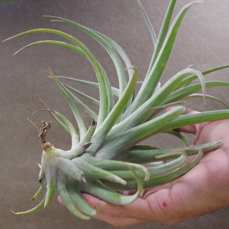 サブテレス × イオナンタ バンハイニンギー 01号 | air-plants TENGU-DO