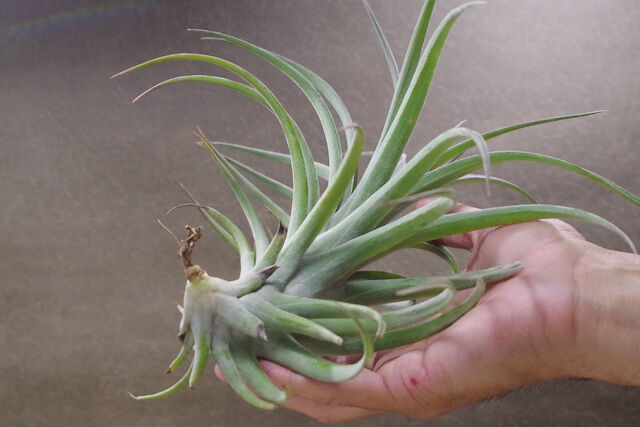 サブテレス × イオナンタ バンハイニンギー 01号 | air-plants