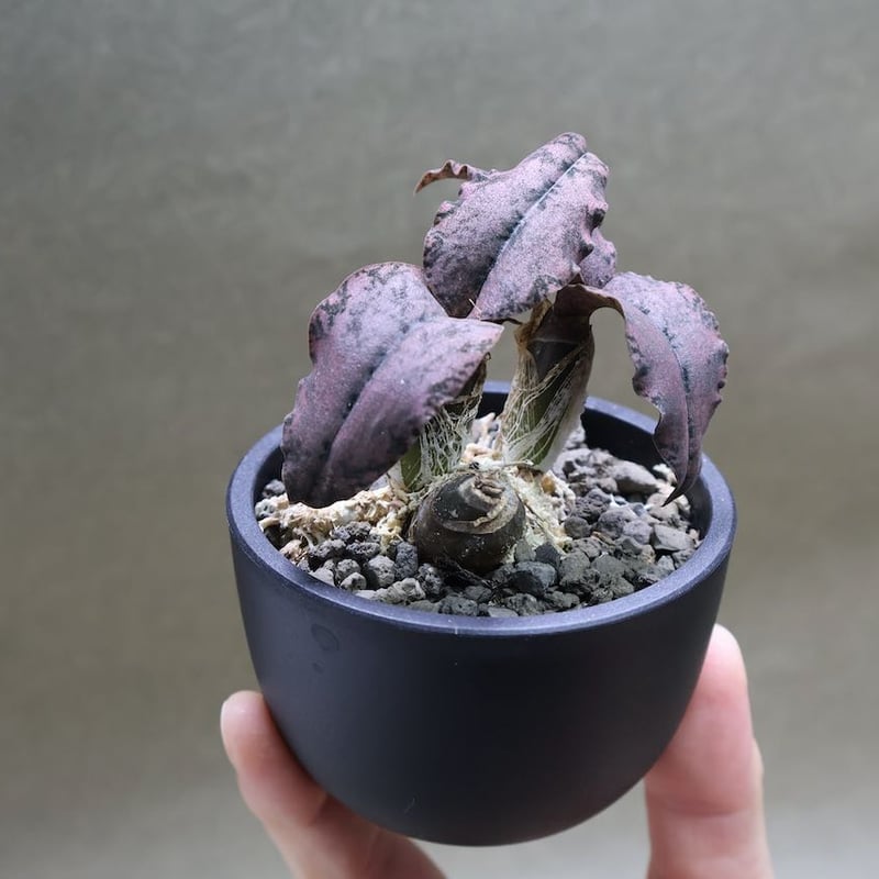 オエセオクラデス ロゼオバリエガータ 01号 | air-plants TENGU-DO