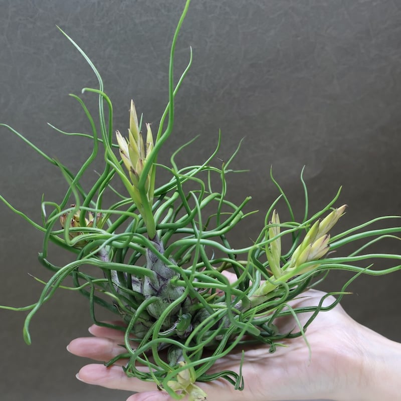 ブルボーサ クランプ 26号 | air-plants TENGU-DO
