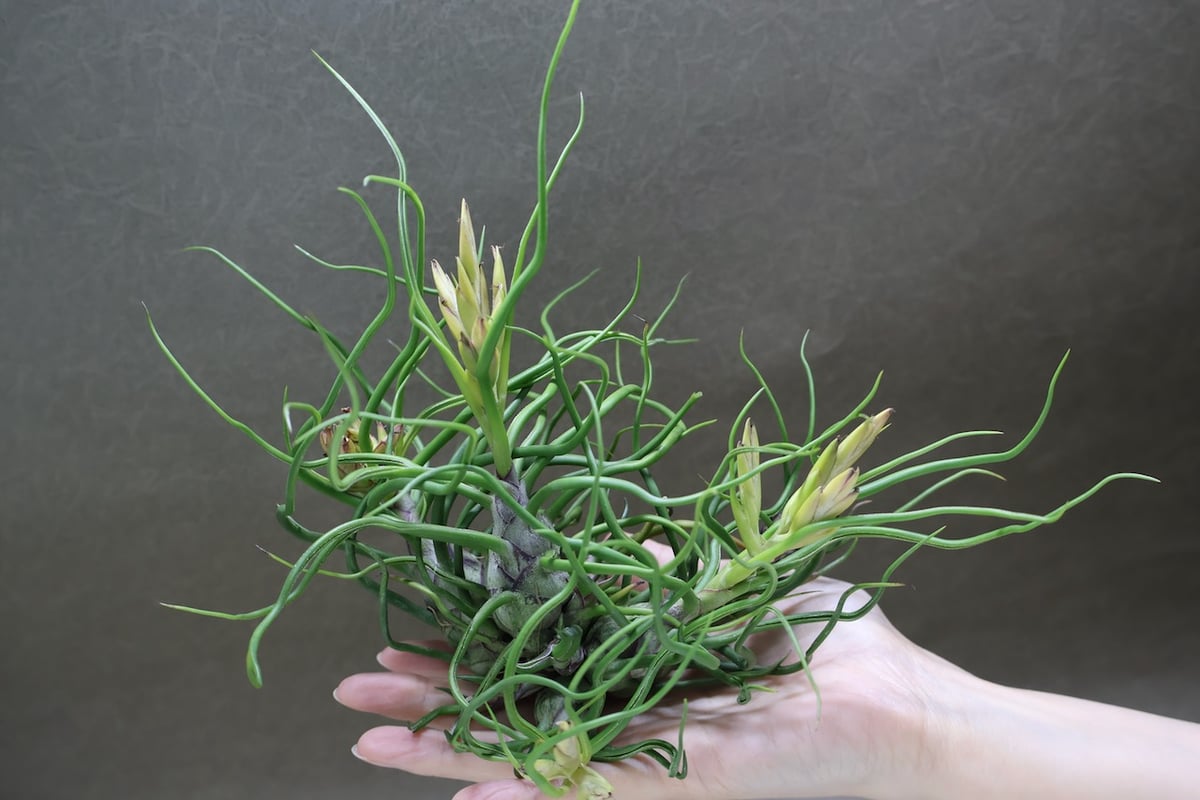 ブルボーサ クランプ 26号 | air-plants TENGU-DO