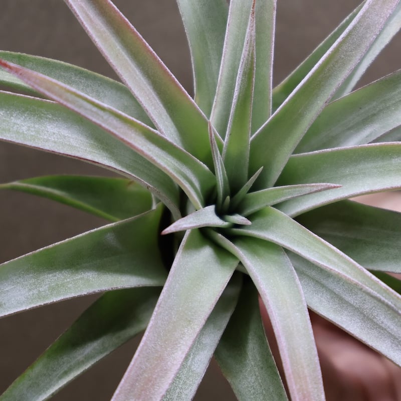 キセログラフィカ × イオナンタバンハイニンギー 06号 | air-plants