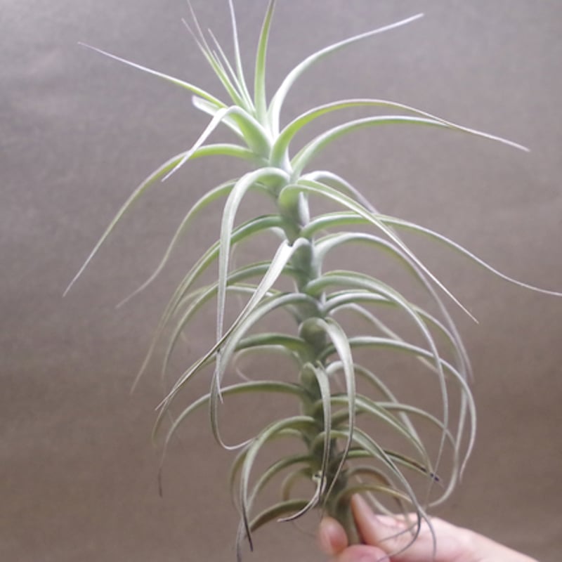 ベルゲリ 09号 | air-plants TENGU-DO ベルゲリ 09号 | air-plants TENGU-DO