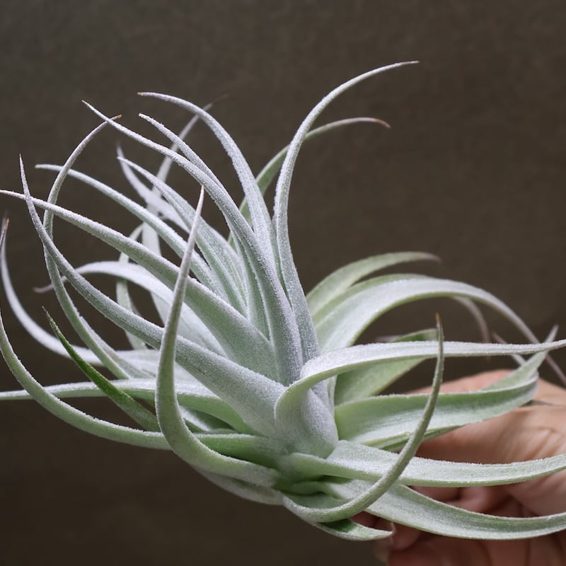 レクルビフォリア サブセクンディフォリア 23号 | air-plants TENGU-DO