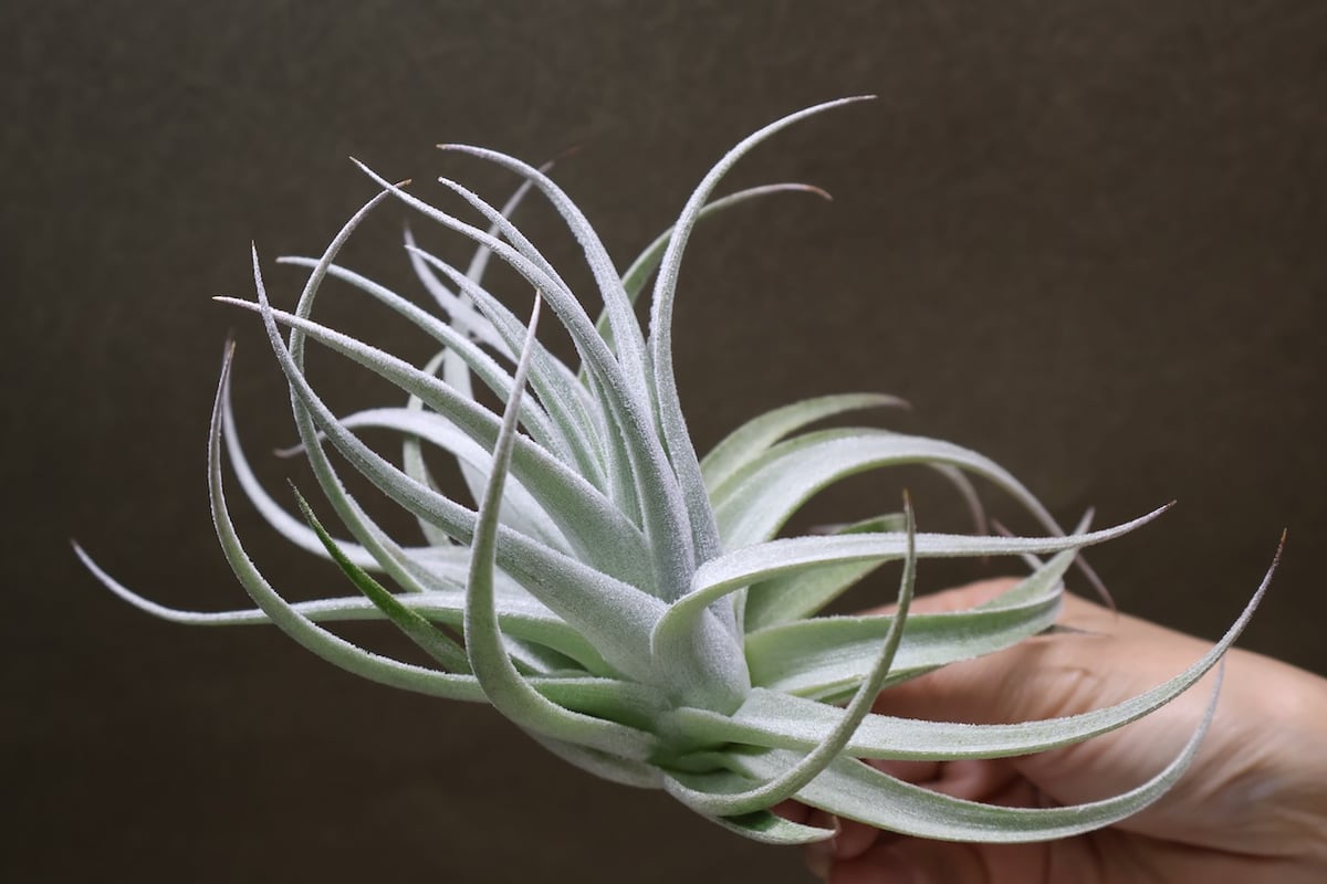 レクルビフォリア サブセクンディフォリア 23号 | air-plants TENGU-DO