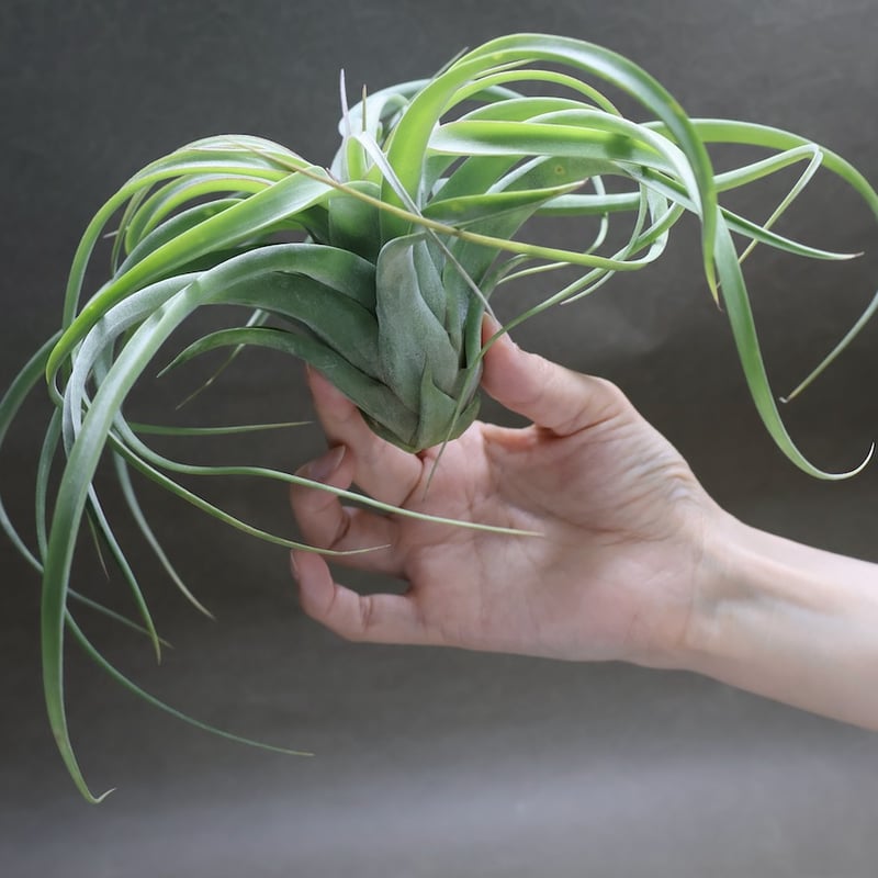 コンコロール×ストレプトフィラ 16号 | air-plants TENGU-DO