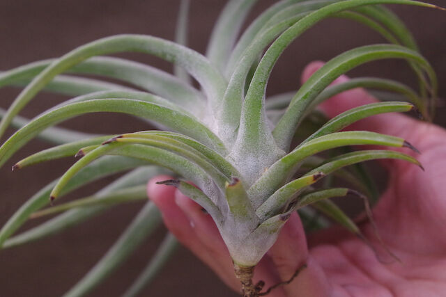 サブテレス × イオナンタ バンハイニンギー 01号 | air-plants