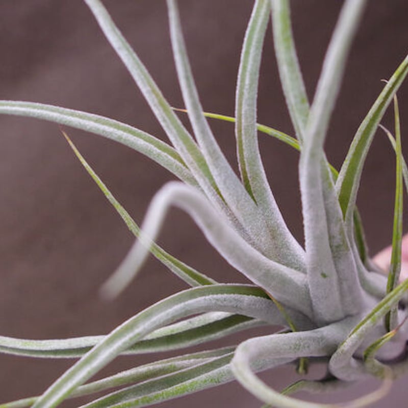 ホワイトドラゴン（エクセルタ×チアペンシス）01号 | air-plants
