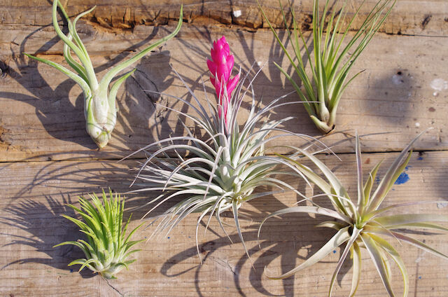 エアープランツ 店長おすすめ「お買い得」5株セット | air-plants