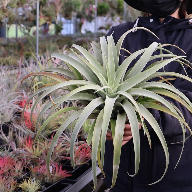 カピタータ・シルバーローズ 2XL 50号 | air-plants TENGU-DO
