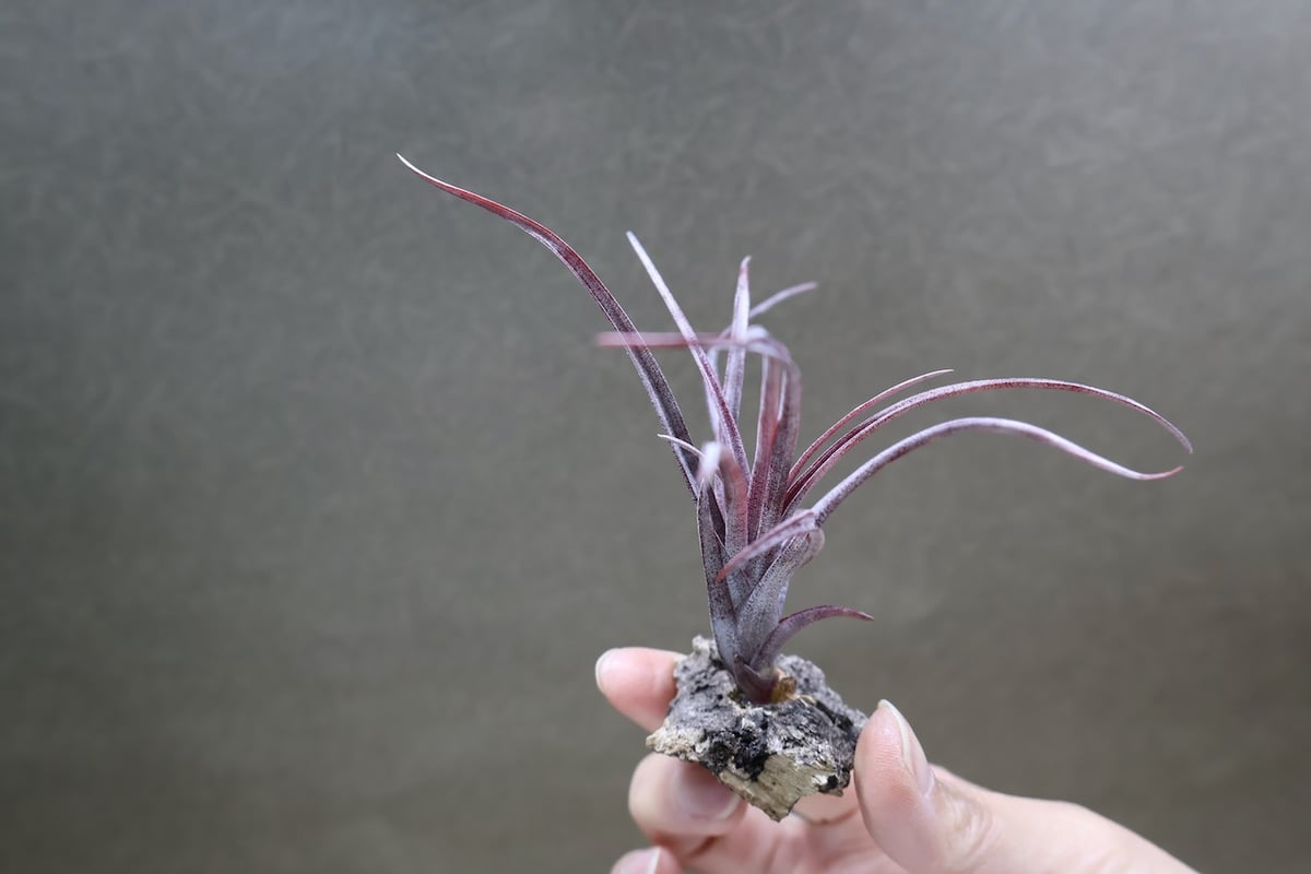 カピタータ ドミンゲンシス 45号 | air-plants TENGU-DO