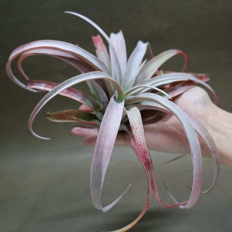 エアプランツ チランジア ココナッツグローブ 特大 エアプランツ チランジア 超絶希少‼️ ココナッツグローブ size超特大