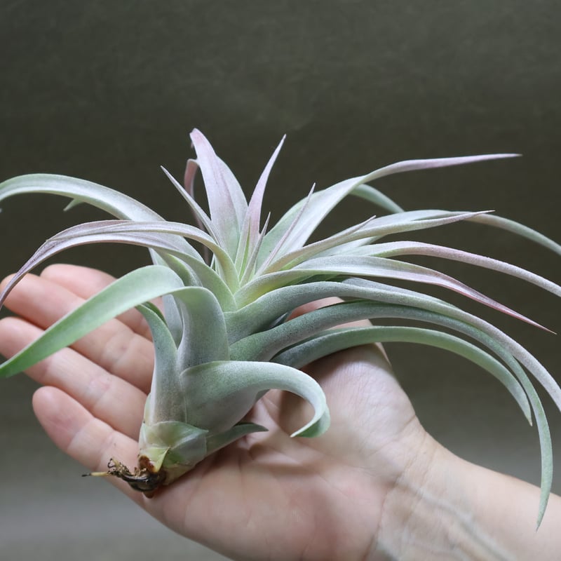 ブラキカウロス × キセログラフィカ 14号 | air-plants TENGU-DO