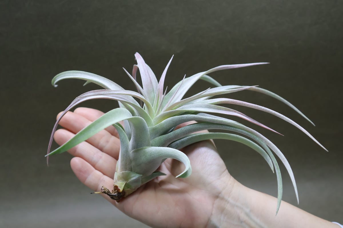 ブラキカウロス × キセログラフィカ 14号 | air-plants TENGU-DO