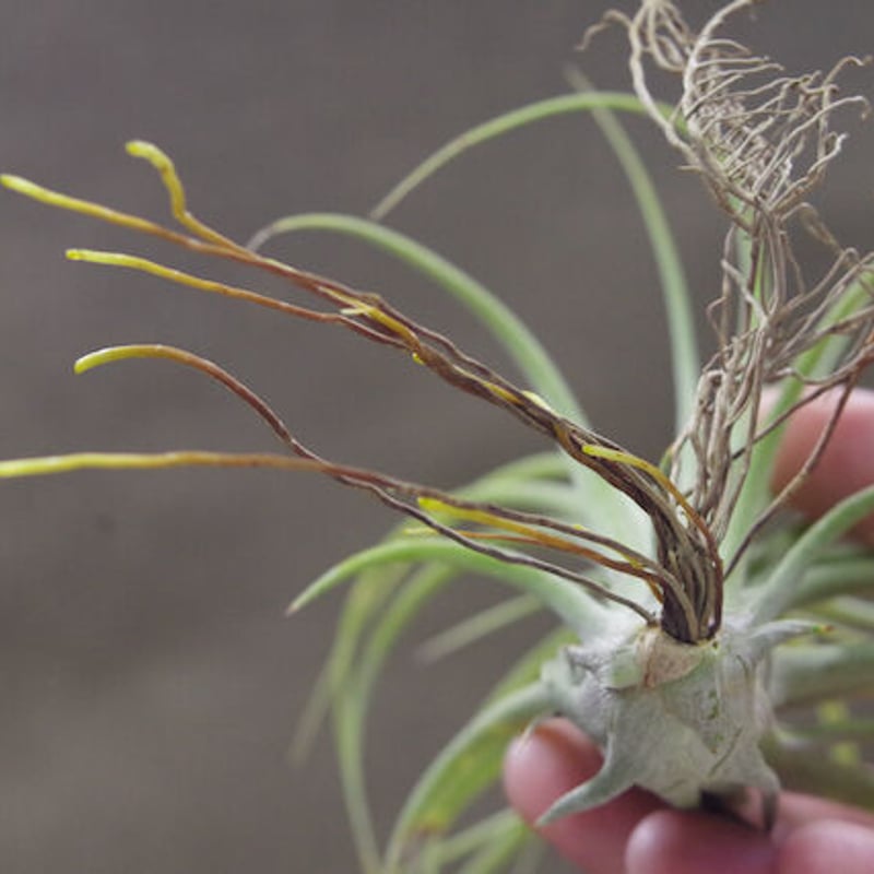 ローランドゴッセリニー × イオナンタギガンテ 02号 | air-plants TENGU-DO
