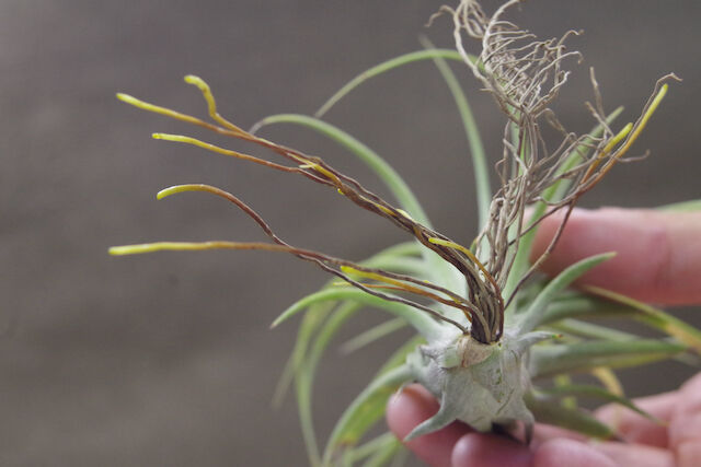 ローランドゴッセリニー × イオナンタギガンテ 02号 | air-plants TENGU-DO