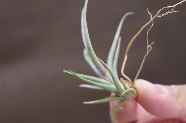 ミスティックヘイズ（ アルベルティアナ × ゼチェリ ）01号 | air