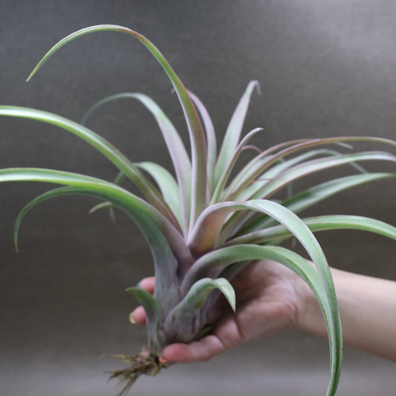 カピタータ×ストレプトフィラ 24号 | air-plants TENGU-DO